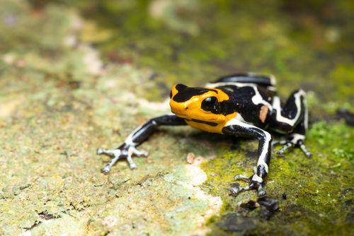 Katak beracun kepala merah memperoleh racunnya dari sumber eksternal. (uk.inaturalist.org/Ewen Amossé)