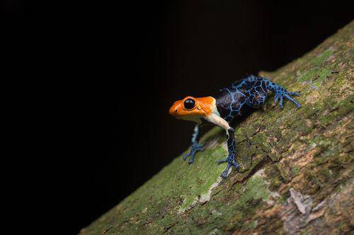 potret katak beracun kepala merah dewasa (uk.inaturalist.org/Josh Allen)
