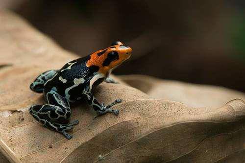 potret katak beracun kepala merah dewasa di atas daun (uk.inaturalist.org/Josh Allen)