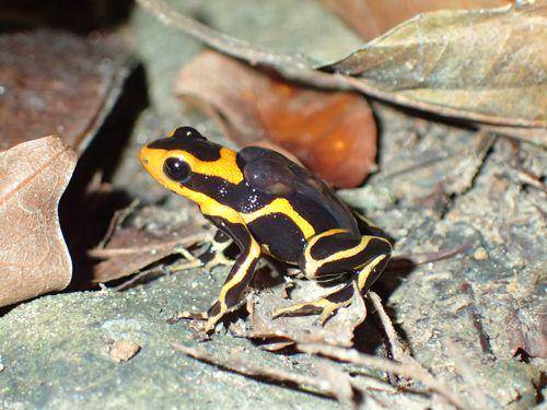 katak beracun kepala merah dewasa yang sedang membawa berudu di pundaknya (uk.inaturalist.org/Tom Kirschey)