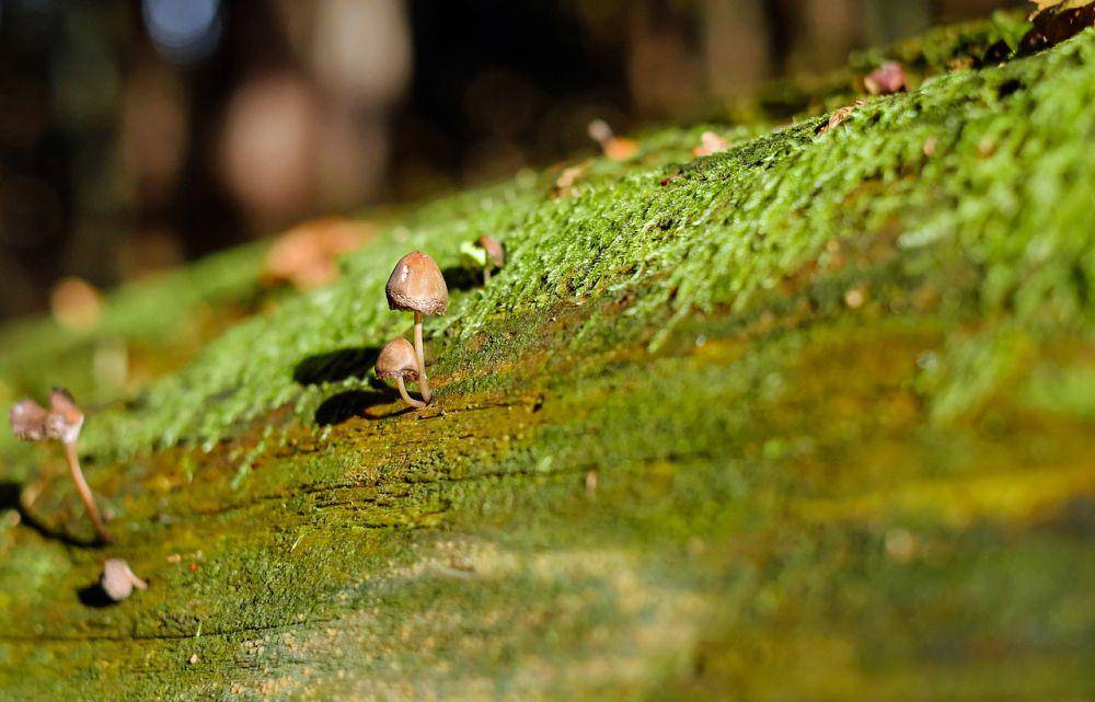 ilustrasi pohon yang berjamur (pixabay.com/Couleur)
