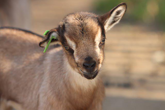 Sejumlah Ternak Kambing di Srigading Bantul Mati Mendadak