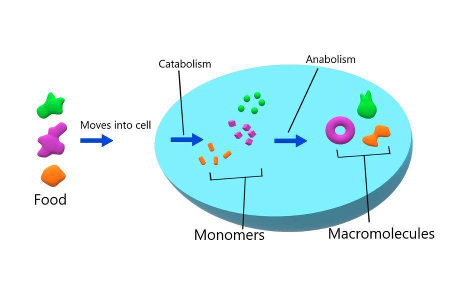ilustrasi metabolisme (commons.wikimedia.org/Christinelmiller)