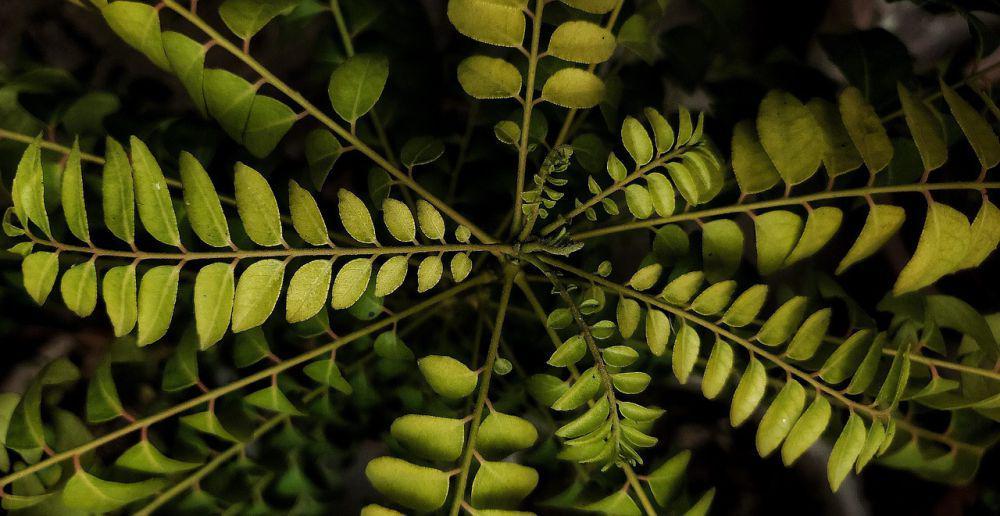 10 Tips Memperbanyak Tanaman Daun Kari dalam Polybag, Panen Maksimal