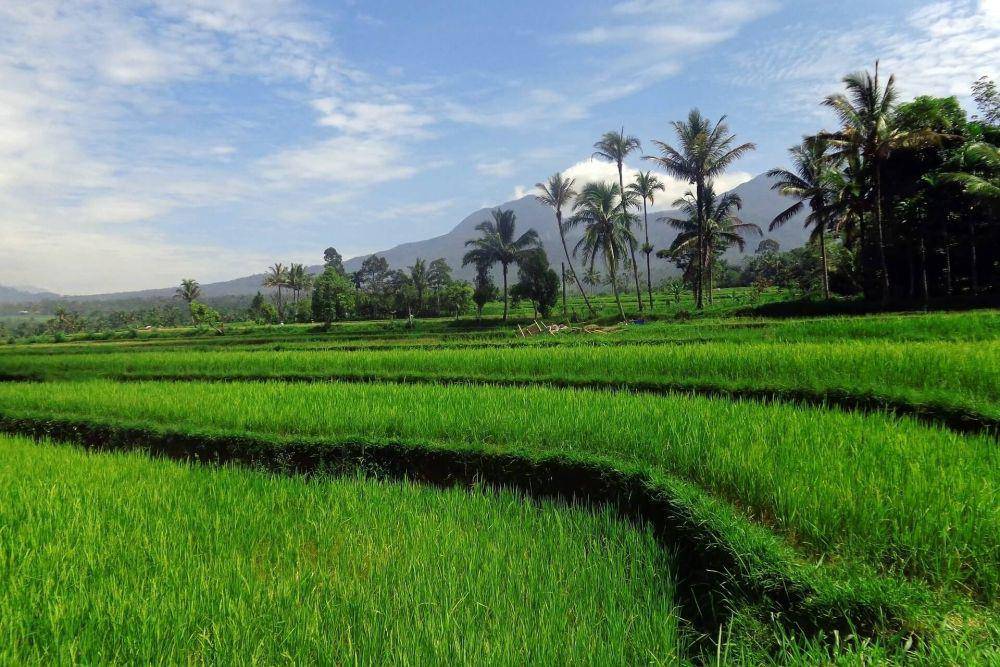 Potret area persawahan di Desa Jatipurno, Wonogiri (kelurahanjatipurno.com)