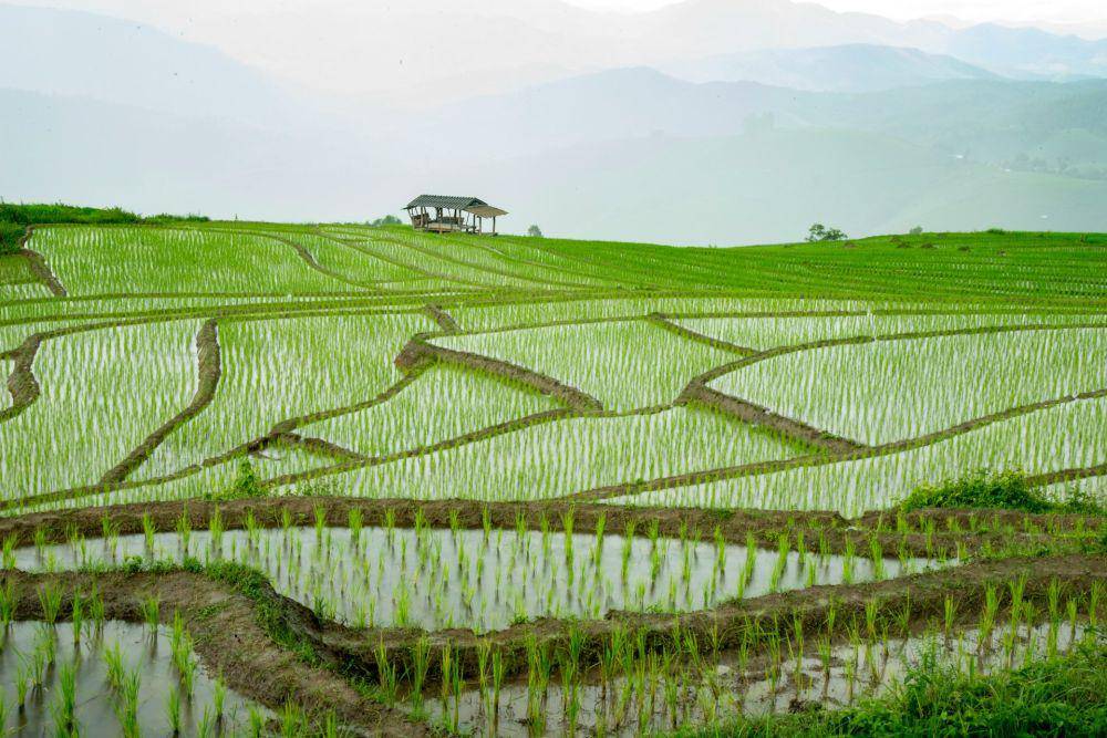 Ilustrasi sawah yang baru ditanami padi (unsplash.com/photographycoursenet)