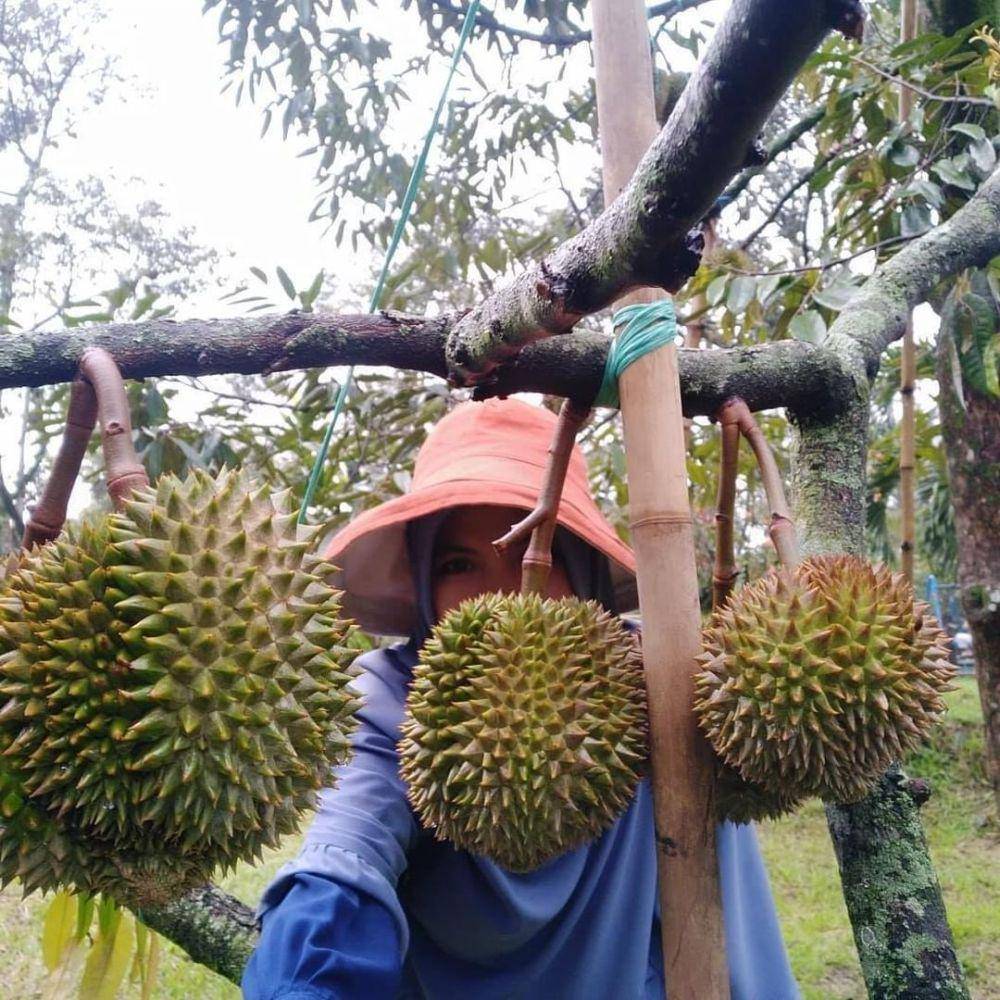 Kebun Durian Warso Farm (instagram.com/nellynuryanti)