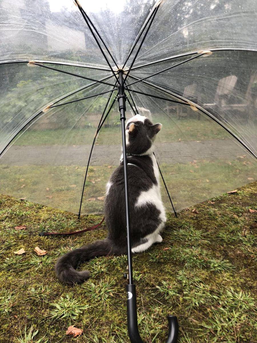 potret kucing di bawah payung (reddit.com/user/cheekasaurus)