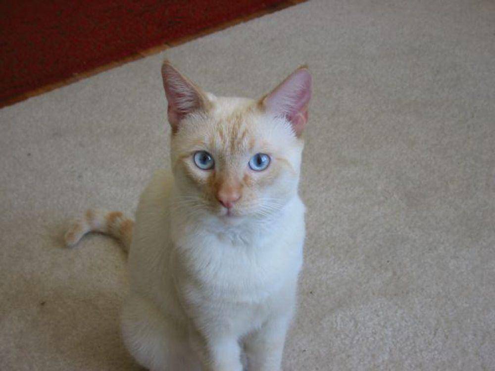 Colorpoint shorthair commons.m.wikimedia.org/Ckolony)
