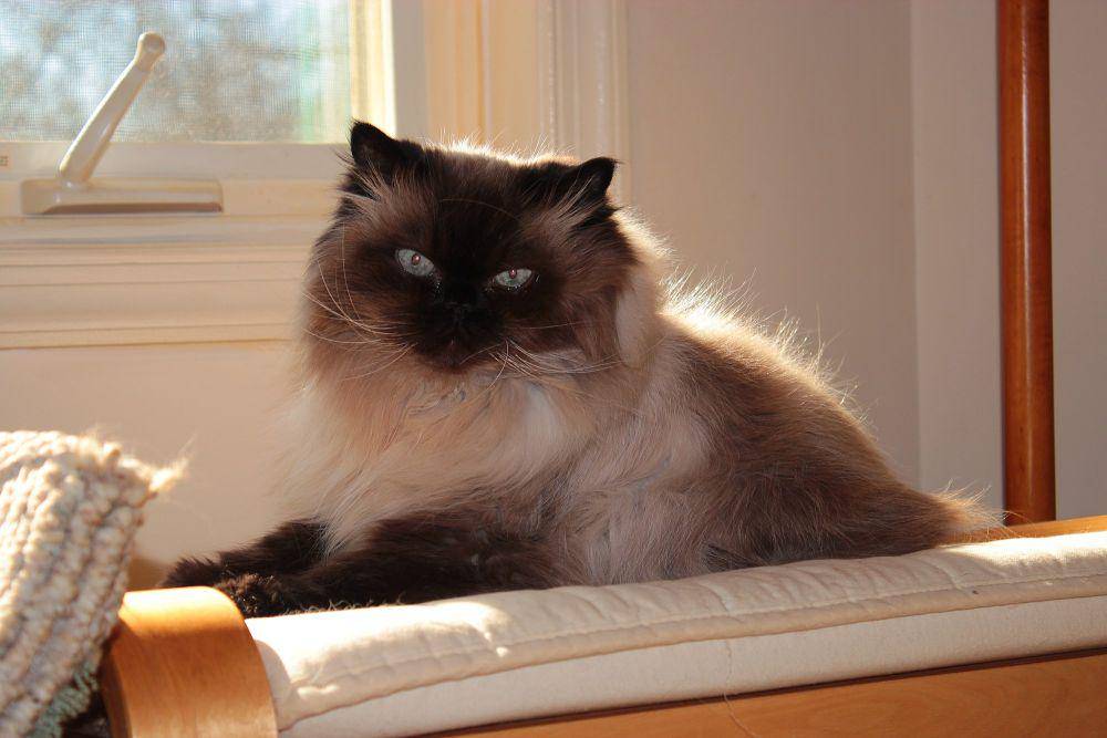 Himalayan (commons.m.wikimedia.org/Asilverstein)