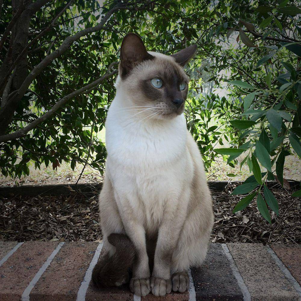 Tonkinese (commons.m.wikimedia.org/Luigi Leahy)