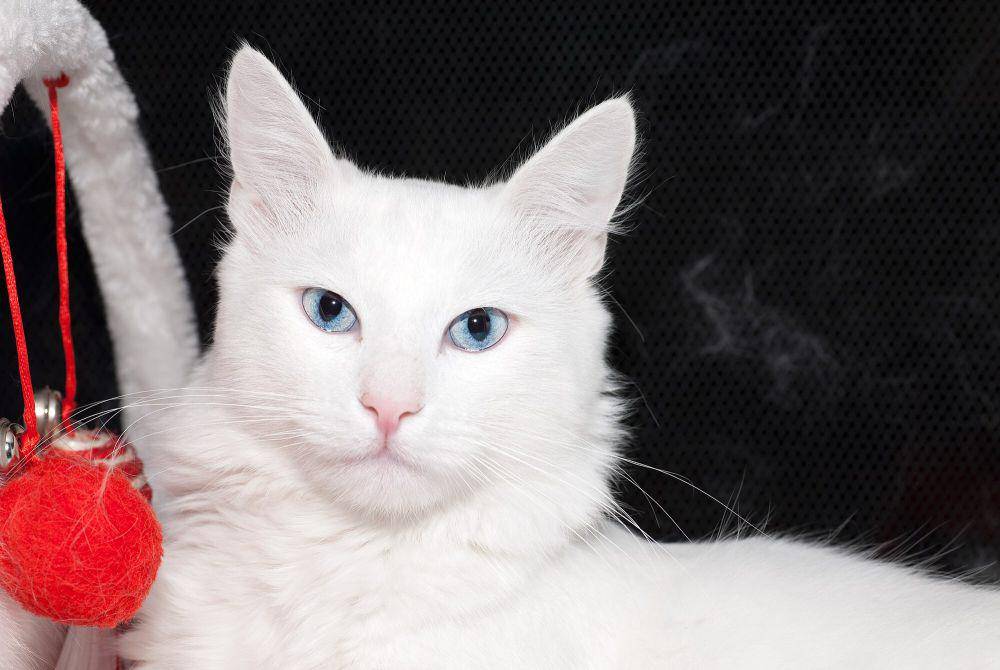 Turkish angora (commons.m.wikimedia.org/Nickolas TItkov)