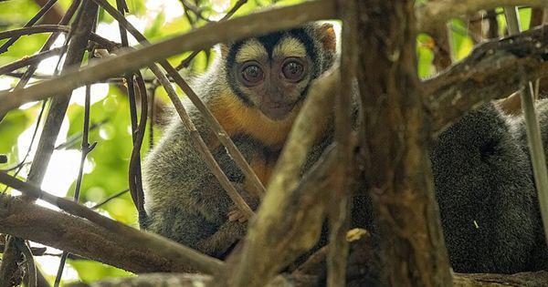 5 Fakta Black Headed Night Monkey, Primata Bermata Besar!