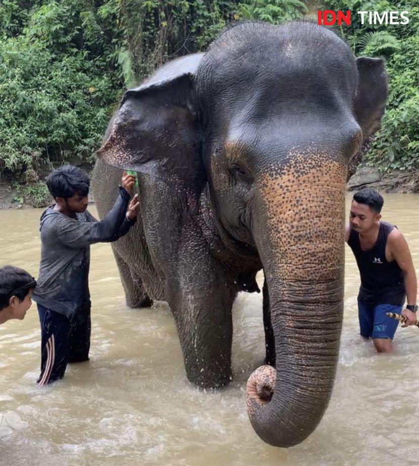 Influencer Kembali Bergerak, Intip Serunya Mandikan Gajah di Medan Zoo