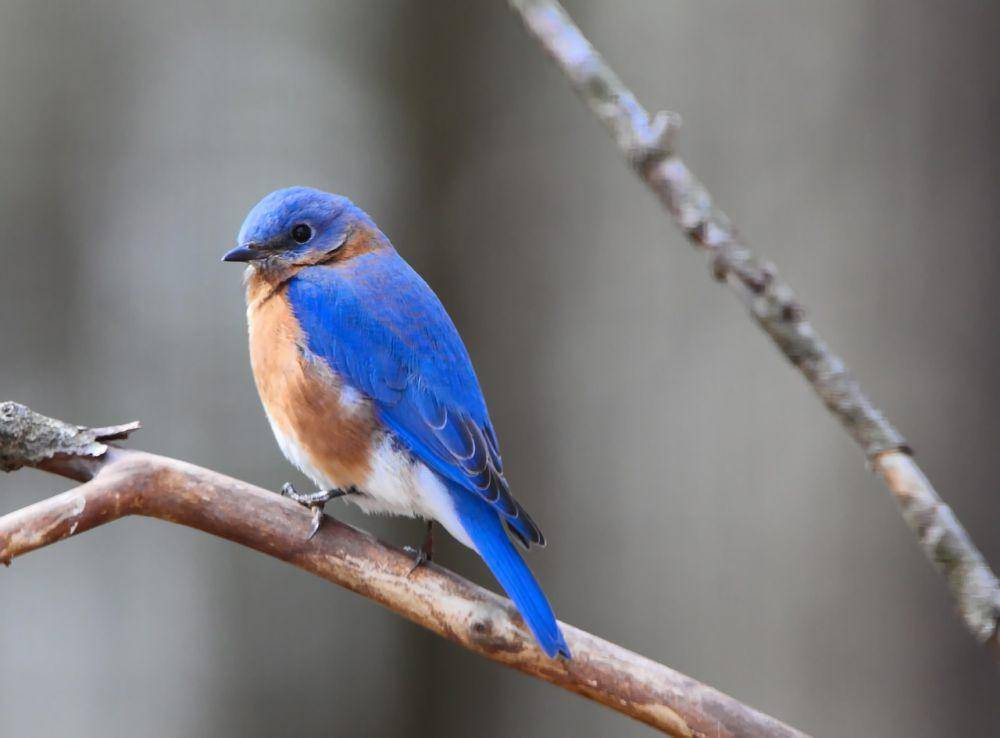Eastern bluebird (pixabay.com/Naturelady)