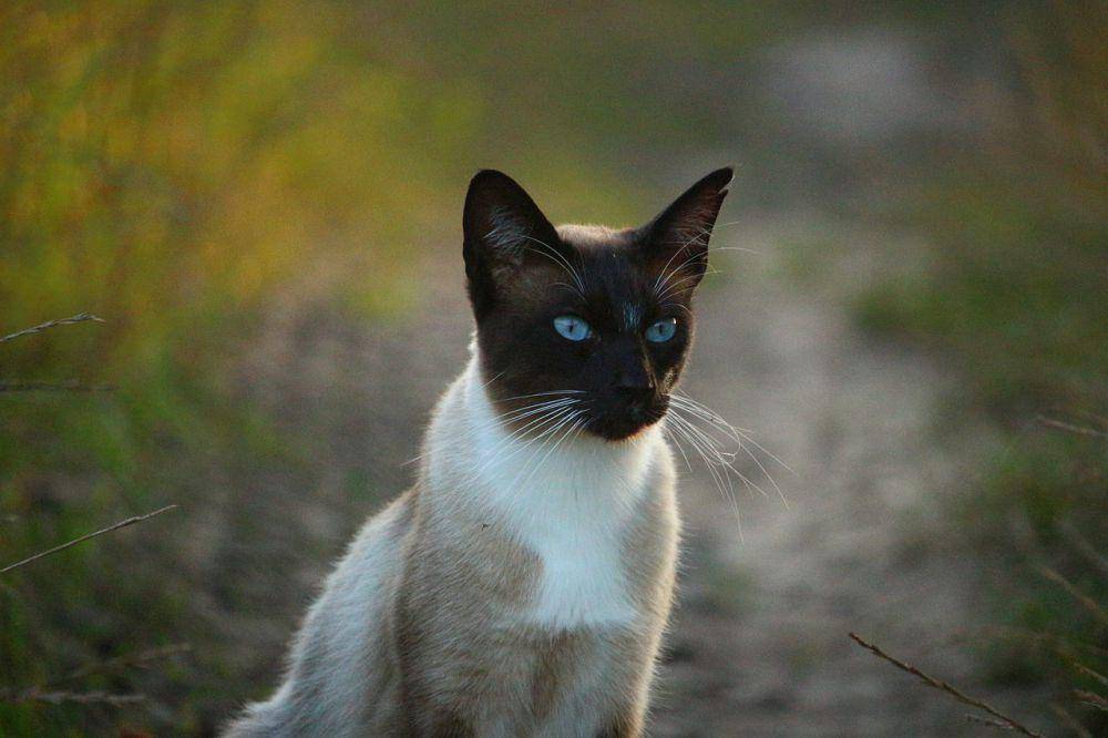 Siamese (pixabay.com/rihaij)