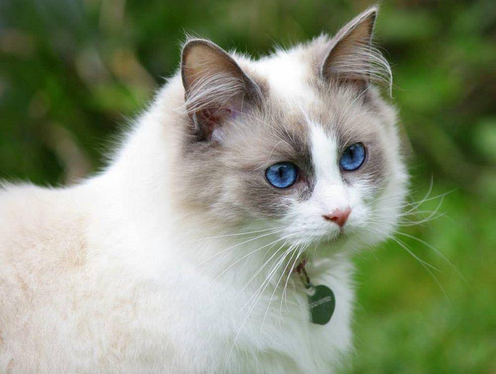 Ragdoll (pixabay.com/Sarah)
