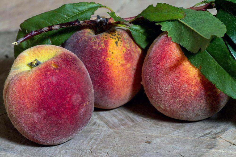 ilustrasi buah persik (pixabay.com/domeckopol)