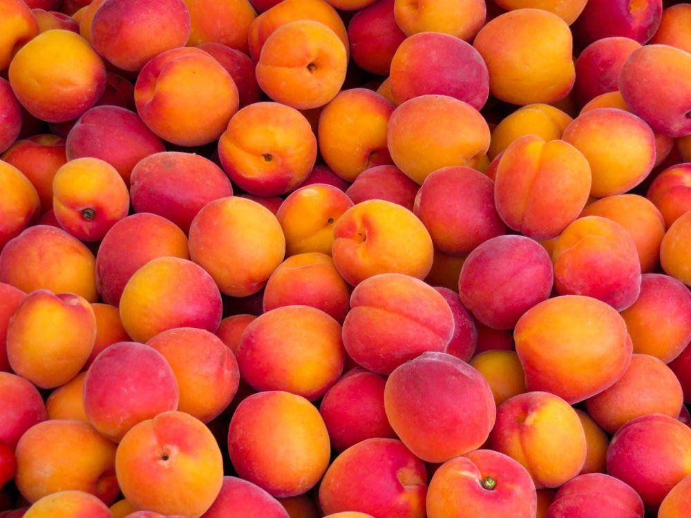 ilustrasi buah persik (pixabay.com/garten-gg)