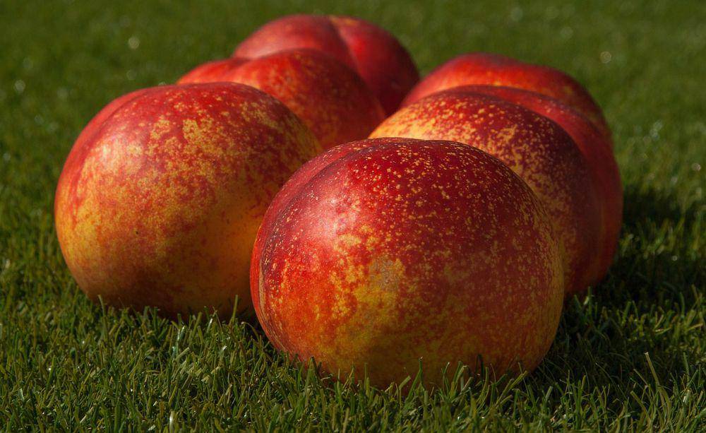 ilustrasi buah persik (pixabay.com/jackmac34)