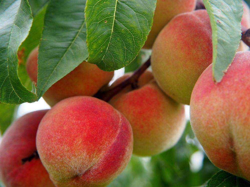 ilustrasi buah persik (pixabay.com/flockine)
