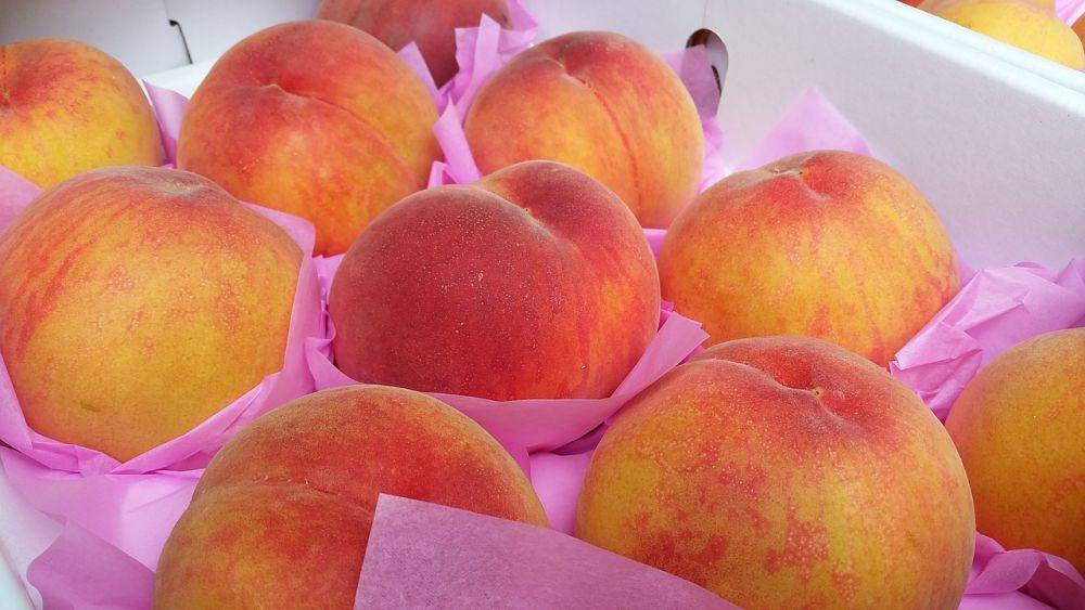 ilustrasi buah persik (pixabay.com/topaz0427)