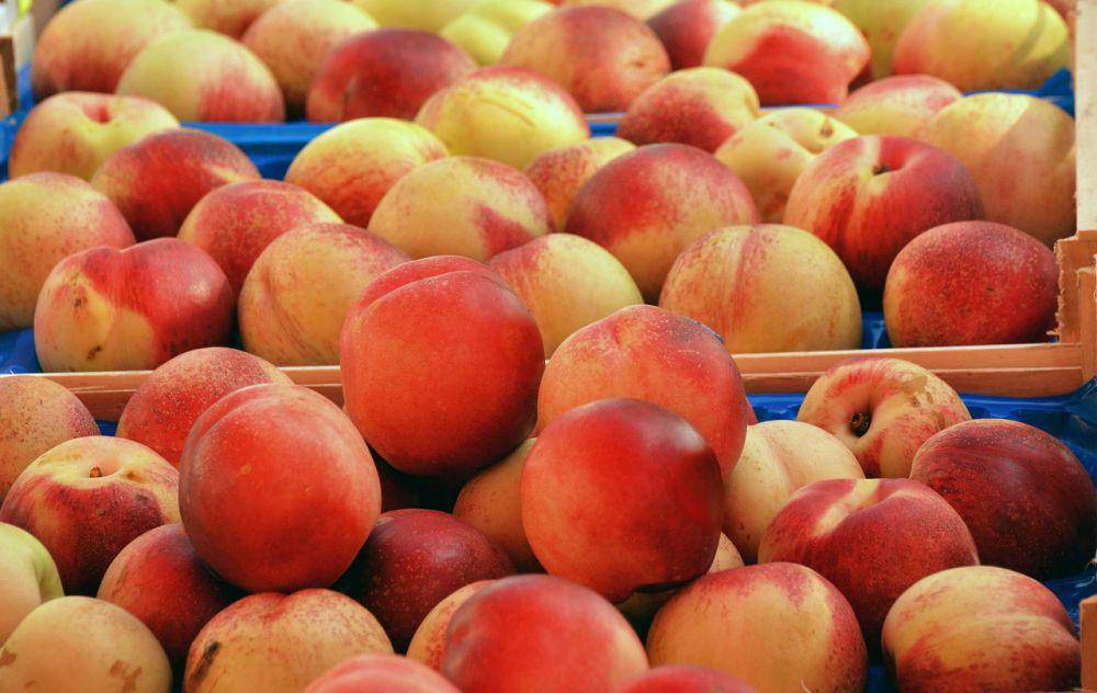 ilustrasi buah persik (pixabay.com/congerdesign)