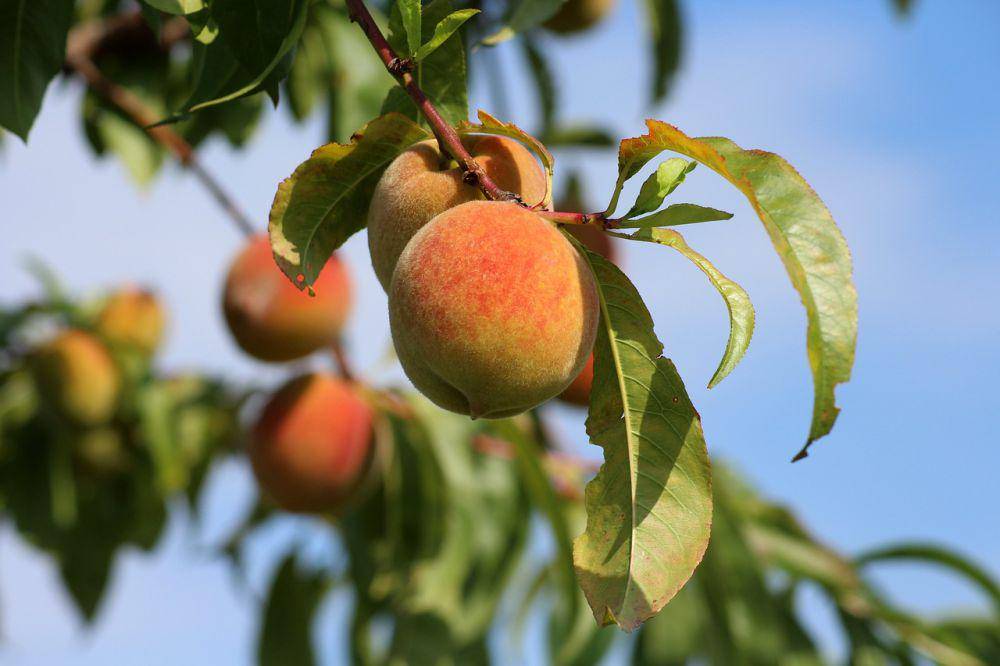 ilustrasi buah persik (pixabay.com/_Alicja_)