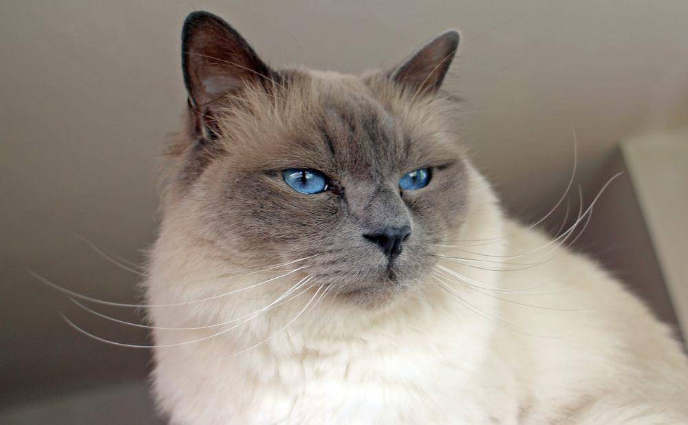 Birman (pixabay.com/Manfred Antranias Zimmer)
