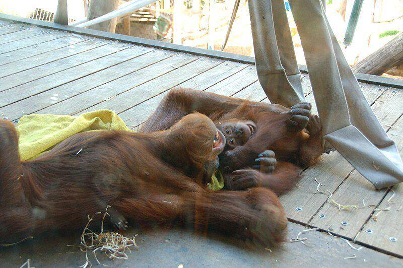 Orang utan merupakan salah satu primata yang dapat tertawa. (commons.wikimedia.org/Chris Phutully)