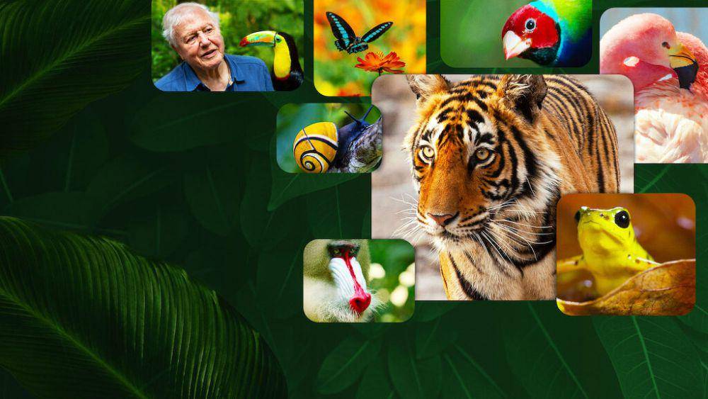Life in Colour with David Attenborough (dok. Netflix/Life in Colour with David Attenborough)