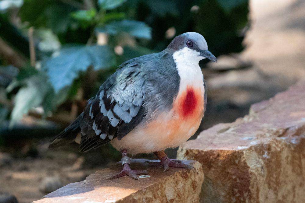 Merpati Luzon Bleeding-Heart (dok. Sedgwick County Zoo)