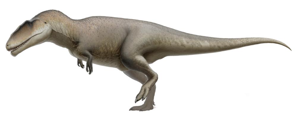 Ilustrasi Carcharodontosaurus, salah satu kerabat Giganotosautrus (id.wikipedia.org/Fred Wierum)