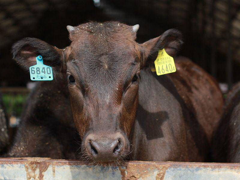 gambar sapi ras Black Tajima (commons.m.wikimedia.org/Japanexperterna)