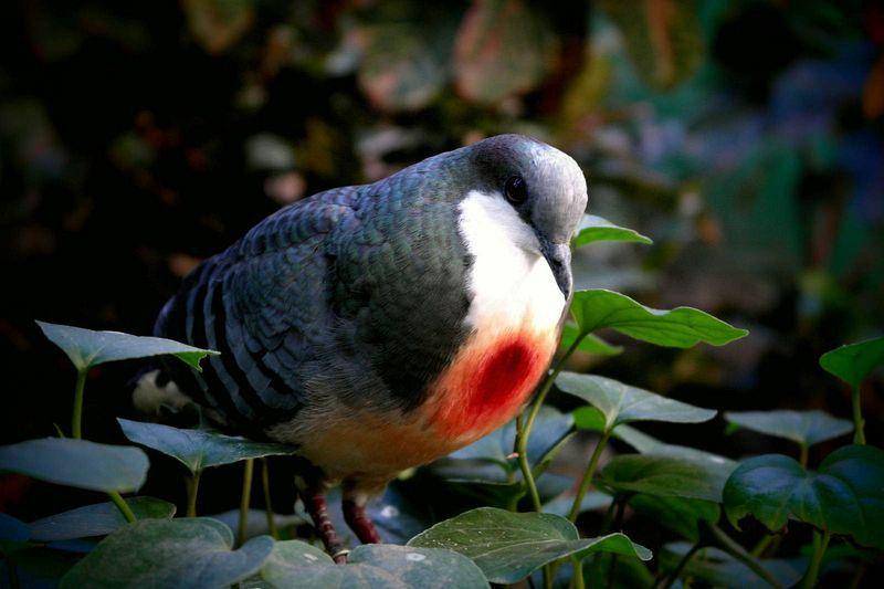 Burung yang pemalu (www.zoochat.com)