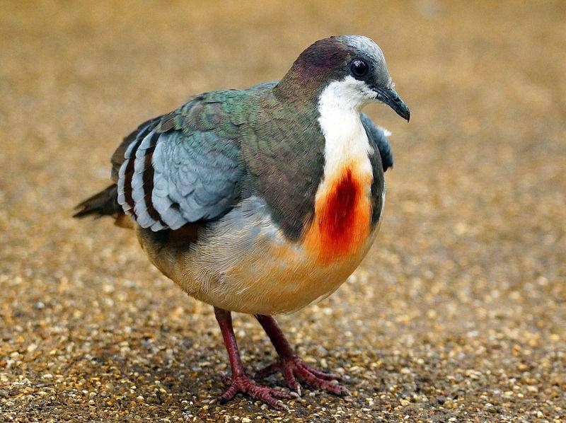 Merpati Luzon Bleeding-Heart (www.flickr.com/casanovafrankenstein)