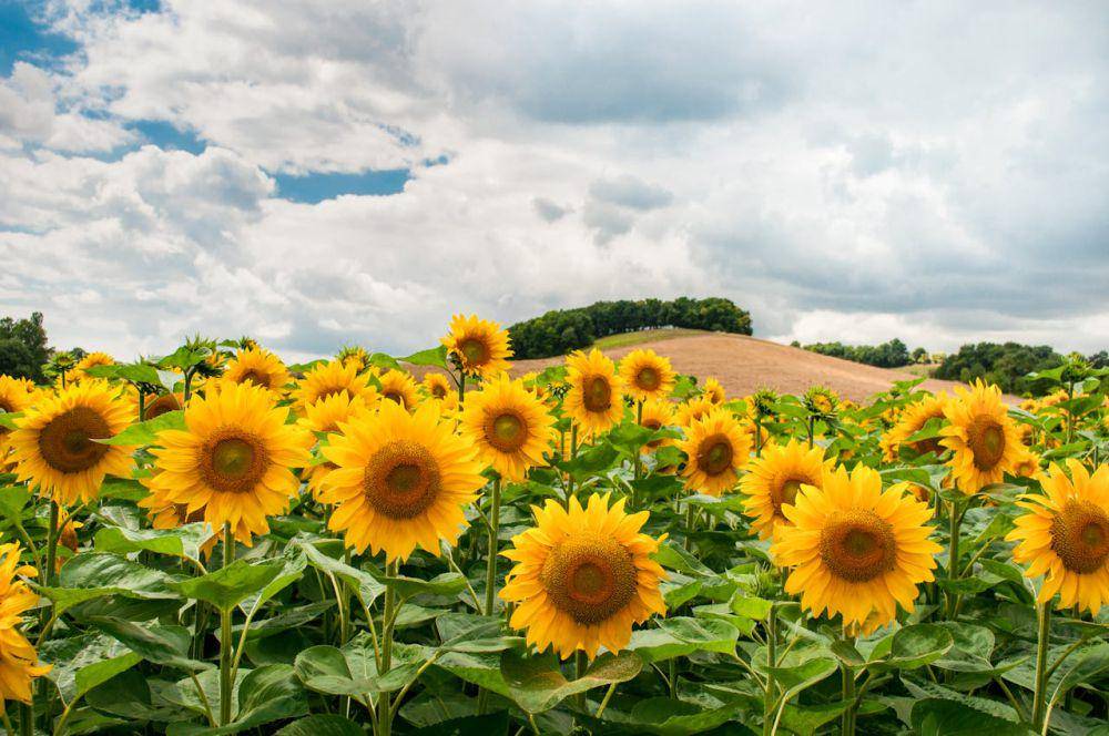 ilustrasi kebun bunga matahari (pexels.com/Skitterphoto)