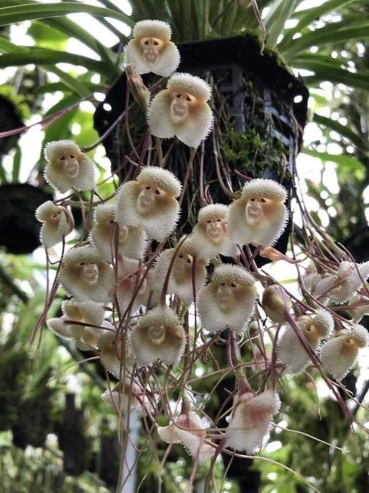 fenomena unik bunga menyerupai sesuatu (reddit.com/user/palebluedot365)