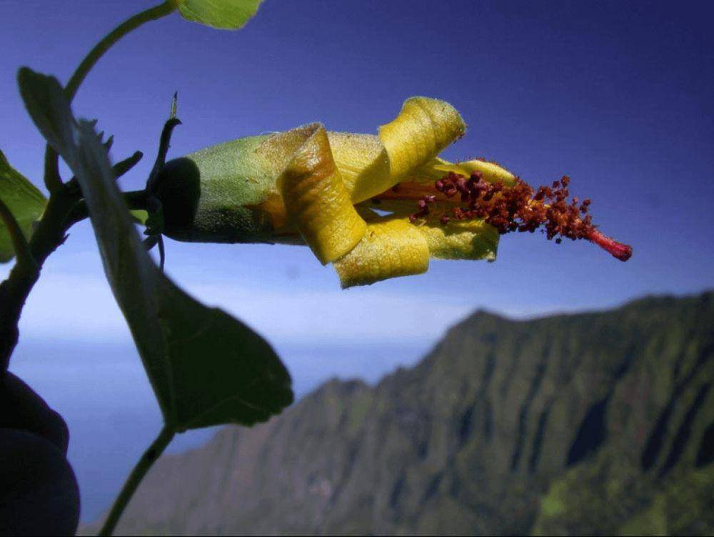 fenomena unik bunga menyerupai sesuatu (reddit.com/r/Pareidolia)