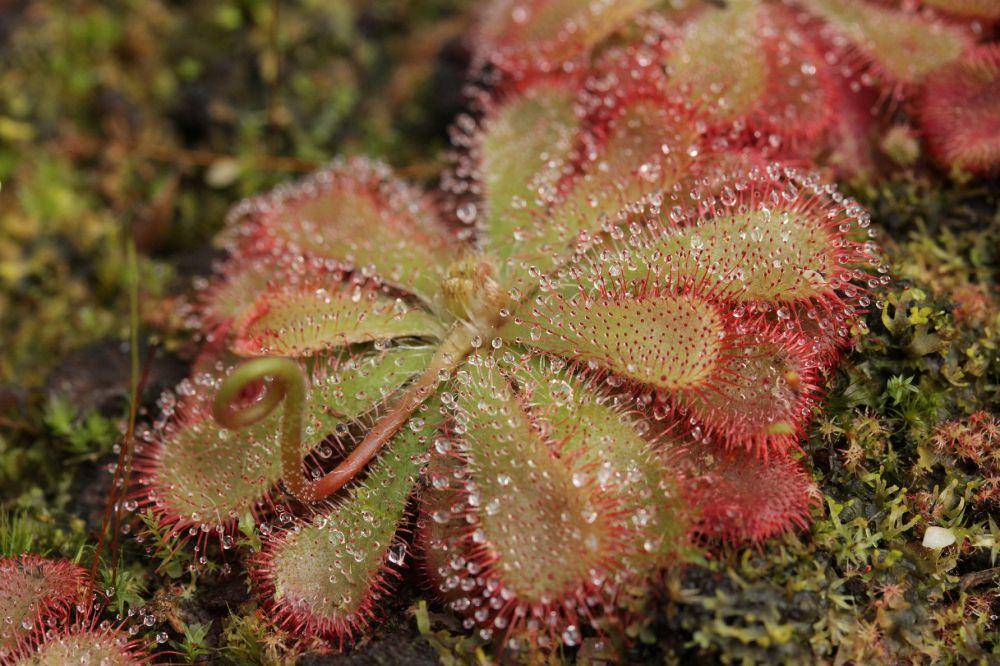 tanaman Sundew Drosera (commons.wikimedia.org/Björn S)