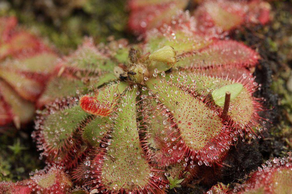 tanaman Sundew Drosera (commons.wikimedia.org/Björn S)