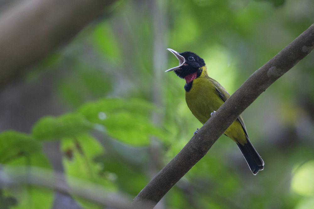 5 Fakta Unik Garugiwa, sang Burung Arwah Peniru Suara Ulung
