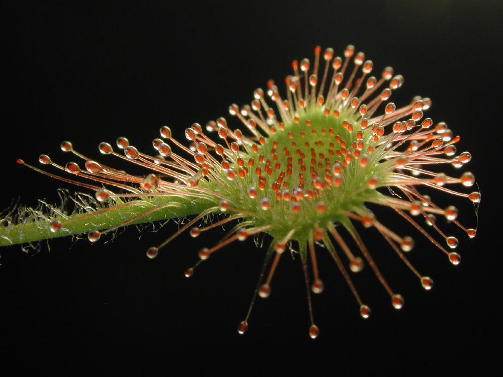 6 Fakta Sundew Drosera, Menangkap Mangsa dengan Metode Tidak Biasa
