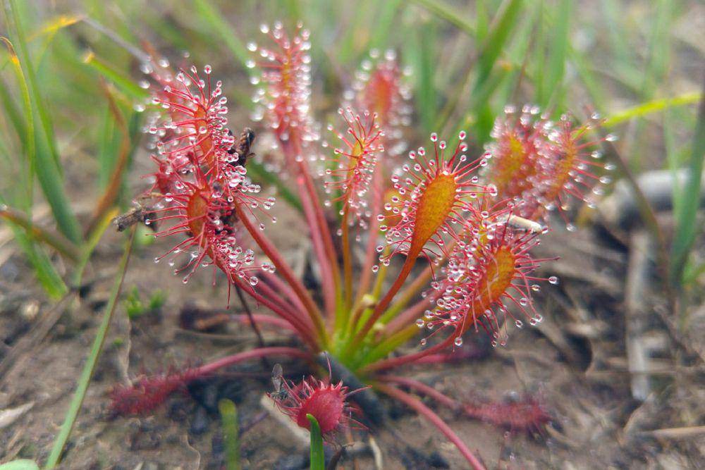 tanaman Sundew Drosera (commons.wikimedia.org/Phil Champion)
