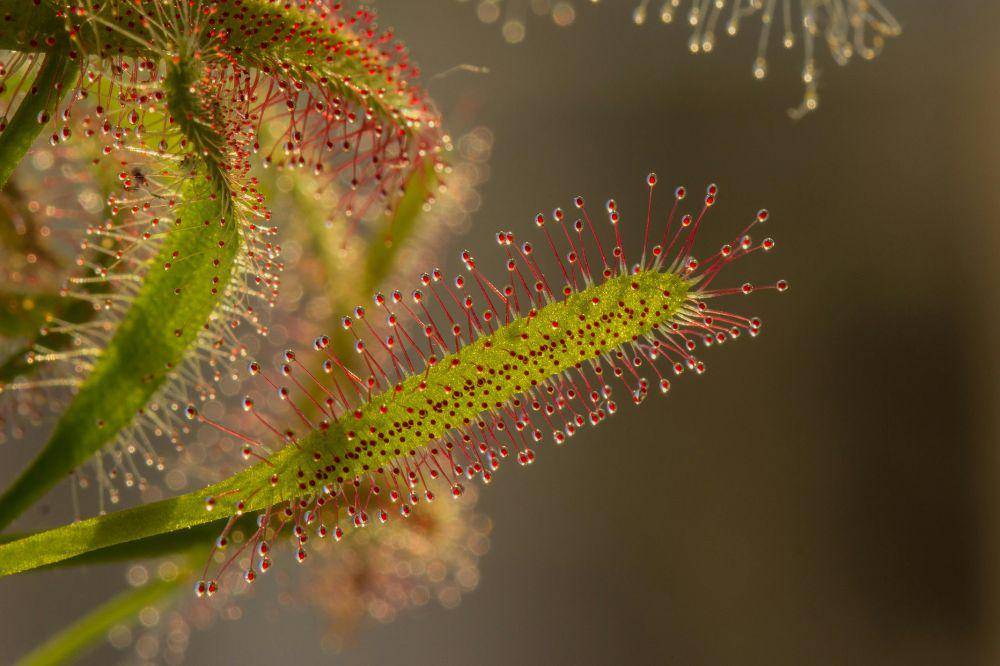 tanaman Sundew Drosera (pexels.com/pixabay)