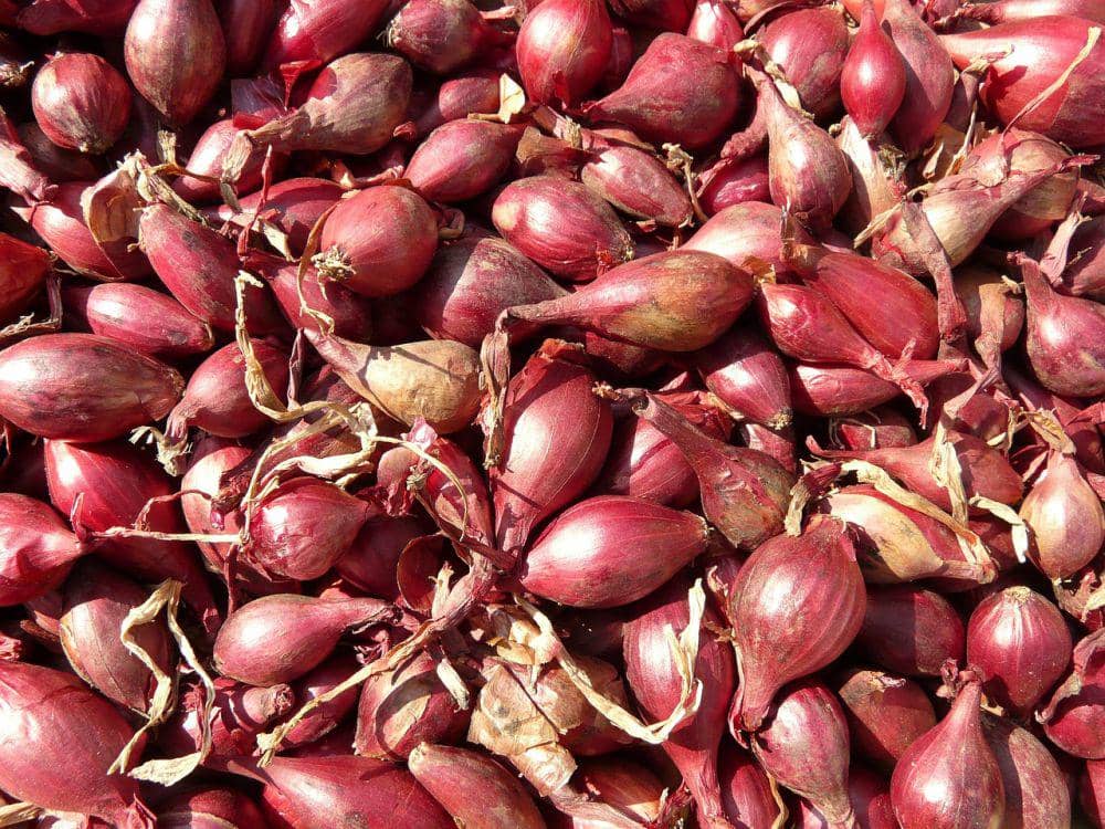 ilustrasi bawang merah (pixabay.com/Hans)
