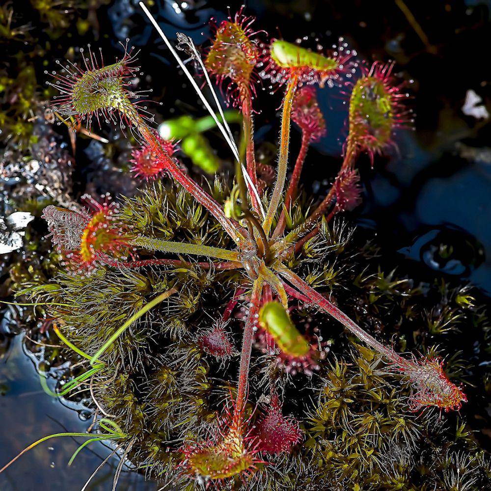 tanaman Sundew Drosera (pixabay.com/Hans Toom)