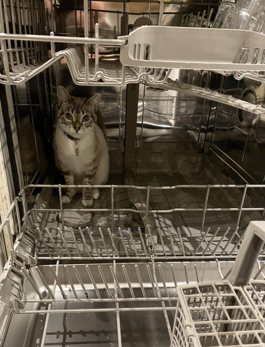 foto kucing nongkrong di tempat cuci piring (reddit.com/user/spome2)
