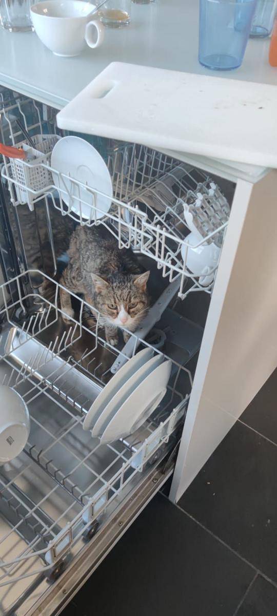 foto kucing nongkrong di tempat cuci piring (reddit.com/user/brawl_god_)