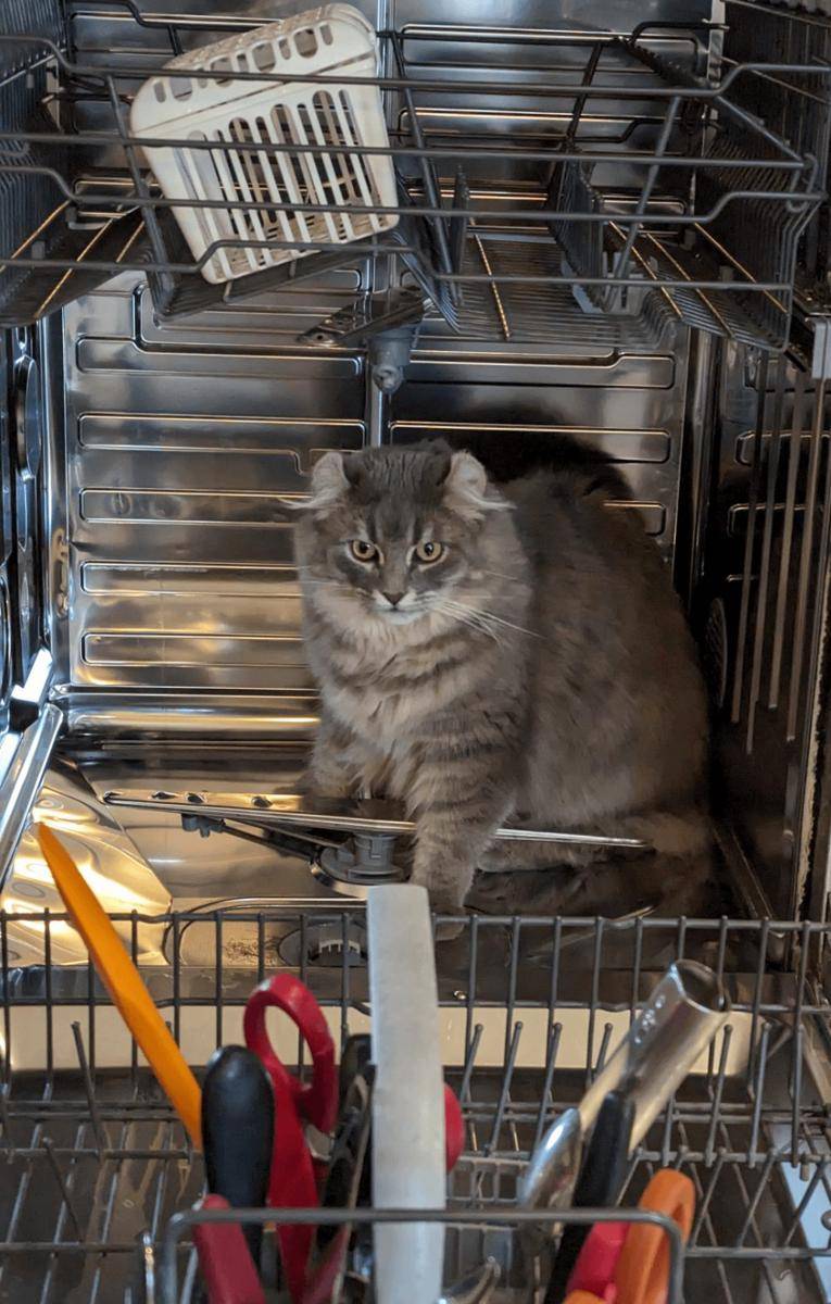 foto kucing nongkrong di tempat cuci piring (reddit.com/user/macleod-pompom)